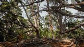 Bosques silenciados por el fuego