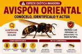 El Ayuntamiento edita un cartel informativo para identificar al avisp�n oriental y activa un correo para que los ciudadanos comuniquen avistamientos
