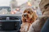 Perros en el coche: llevarlos sueltos puede costar hasta 500 euros y agravar un accidente este verano