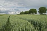 Agricultura abonar� 494,5 millones de euros de la ayuda para la compra de fertilizantes a m�s de 249.000 agricultores