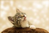 D�a Internacional del Gato: 4 accesorios para hacer feliz a tu gato