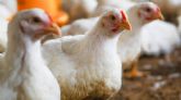 Bifeedoo analiza el papel del pienso ecol�gico para pollos durante el verano para mejorar el bienestar y la productividad