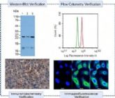 Cloud-Clone impulsa la investigaci�n de terapias antienvejecimiento para la piel danada por la radiaci�n UV