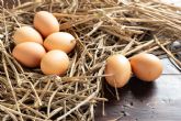 Bifeedoo explica qu� necesita una gallina ponedora para una correcta producci�n de huevos