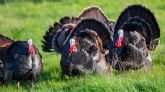 Bifeedoo analiza c�mo el pienso ecol�gico para pavos mejora el rendimiento en otono y refuerza su bienestar