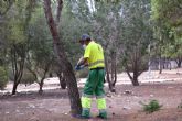 El Ayuntamiento de Cartagena inicia la nueva campana contra la procesionaria que proteger� a 6.000 pinos
