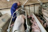 Acuerdan conceder 6.000 euros a las tres organizaciones agrarias y ganaderas para impulsar acciones que fomenten estos sectores productivos en Totana Acuerdan conceder 6.000 euros a las tres organizaciones agrarias y ganaderas para impulsar acciones que fomenten estos sectores productivos en Totana