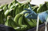 Productores colombianos alertan en Fruit Attraction, en Madrid, sobre los costes invisibles del banano sostenible