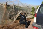 Frustran el robo de uva en el parral de una finca agrícola en la diputación de Las Viñas, donde los autores habían cargado varios coches de fruta Frustran el robo de uva en el parral de una finca agrícola en la diputación de Las Viñas, donde los autores habían cargado varios coches de fruta