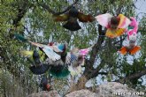 Se prohibe el vuelo de palomas no destinadas a la práctica deportiva durante la celebración de entrenamientos y competiciones oficiales de colombicultura