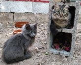 Una correcta alimentacin de las mascotas es clave para su desarrollo y salud, sugiere Maskowe