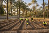 El cultivo del algodón brota de nuevo en el Palmeral de Orihuela