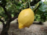 ASAJA Murcia exige estrictos controles fitosanitarios a las importaciones de limones argentinos y sudafricanos en la campana de verano