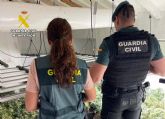 Desmantelan en Abanilla un grupo delictivo que cultivaba gran cantidad de marihuana