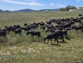 El silvopastoreo se consolida como herramienta para prevenir incendios, mantener el territorio y generar oportunidades rurales