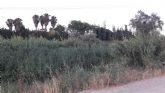 Ahora Murcia denuncia 'la proliferacin masiva' de cañas y maleza en el cauce del Segura y propone la plantacin de arbolado y flora autctonos