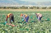 COATO aumenta en un 40% la produccin de col picuda, que esta campaa destaca por su calidad