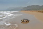 Medio Ambiente detecta indicios de nidificacin de tortuga boba en las playas del parque regional de Calblanque