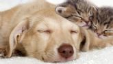 La soluci�n que todo due&ntilde;o de perros y gatos necesita para evitar que el verano se convierta en una pesadilla para sus mascotas