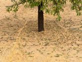 El Gobierno regional trabaja en la evaluaci�n de los da&ntilde;os en cultivos por las tormentas del pasado lunes
