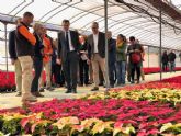 30.000 flores de pascua, cultivadas por personas con discapacidad, llevarn la Navidad a jardines de barrios y pedanas