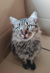 AniCura apuesta por una formaci�n de vanguardia dirigida al profesional veterinario