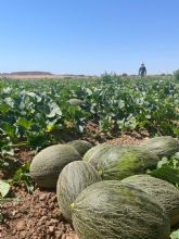 El Secreto de Mi Tierra cierra la temporada con un 20% ms de ventas de meln piel de sapo