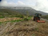 ANSE substituye parte de la caña invasora por arbustos autctonos en el espacio protegido de la Muela-Cabo Tiñoso