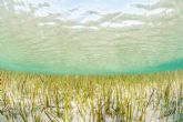 La Comunidad participa en el proyecto europeo Life Transfer para recuperar praderas marinas autctonas del Mar Menor