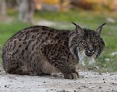 Terra Natura Murcia celebra el Día Internacional del Lince Ibérico con acciones especiales en redes sociales