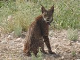 La Región fortalecerá su posición como territorio clave para la conservación del lince con la liberación de ocho ejemplares en 2026