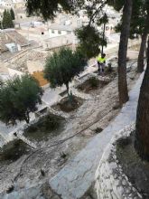 El Ayuntamiento de Caravaca planta 500 nuevos árboles y arbustos en zonas verdes del casco urbano y pedanías