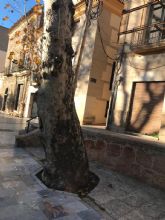 El Ayuntamiento de Lorca sustituirá cuatro árboles que se encuentran en malas condiciones por nuevos ejemplares