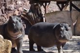 Terra Natura Murcia conmemora el Día Mundial del Hipopótamo con un sorteo especial y contenidos divulgativos en redes sociales