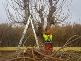 Parques y Jardines poda 1.000 rboles para garantizar la seguridad en los entornos deportivos