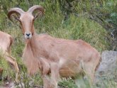 ANSE pide que no se permita la privatización de la caza en Sierra Espuña