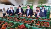 La calidad del pimiento de la Regin permite su consolidacin en mercados europeos y aumentar las ventas por exportaciones un 8 por ciento
