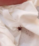 MC: Otro logro de La Trinca: las garrapatas invaden plazas y calles de La Palma