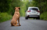 En 2023 se recogieron ms de 286.000 perros y gatos, una cifra que se mantiene estable