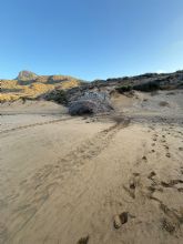 La Comunidad localiza y protege un nuevo anidamiento de tortuga boba en el interior del Parque Regional de Calblanque