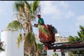 Infraestructuras aprovecha la poca estival para la poda de 700 palmeras en el municipio