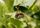 Las reacciones alrgicas graves por picaduras de avispas y abejas aumentan en los ltimos anos