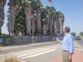El PP de Murcia propone un plan eficaz para luchar contra el picudo rojo en el municipio