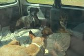 Polica Local de Cartagena denuncia al titular de un vehculo estacionado en cuyo interior haba cuatro perros