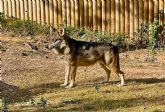 Terra Natura Murcia celebra el D�a Internacional del Lobo con una actividad especial