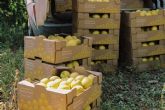 La cooperativa murciana lidera la produccin y distribucin de limones