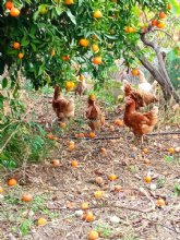 Amplan el confinamiento de aves de cra a todas las granjas de Espaa