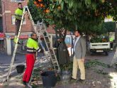 Parques y Jardines poda ms de 15.000 ejemplares de naranjos en el municipio
