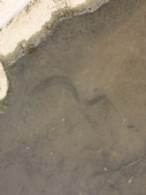 La Región de Murcia votará en contra de declarar la anguila especie 'en peligro de extinción' y exige más estudios científicos