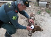 La Guardia Civil recupera un perro de caza sustrado en Totana